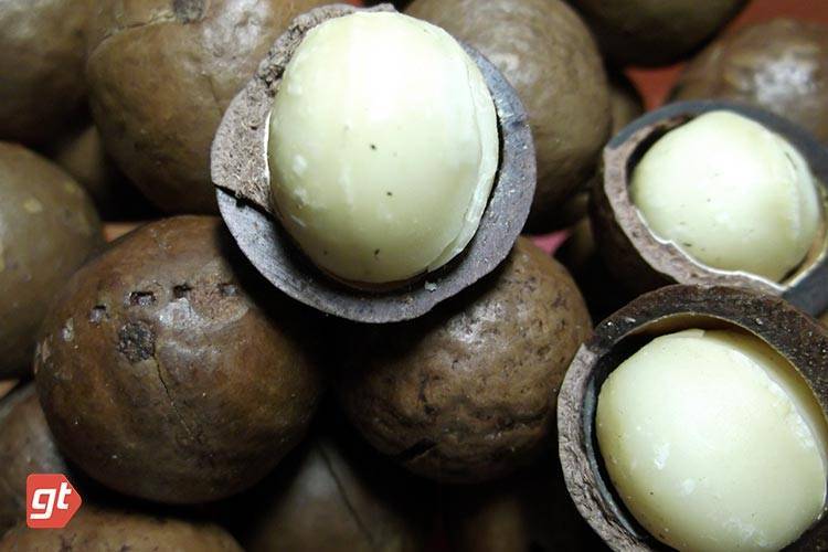 Лечебные свойства маньчжурского ореха: как приготовить лекарство от 100 болезней из листьев, ядер и скорлупы