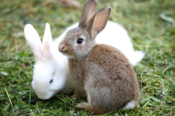 Породы кроликов: какие виды бывают?