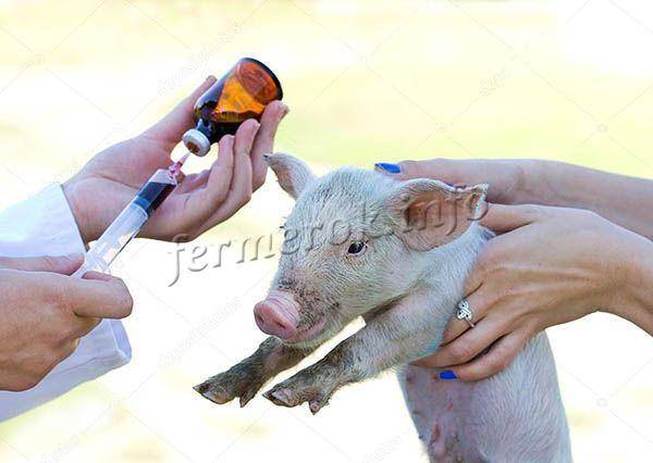 Вьетнамская свинка упала на ноги. отказывают ноги у поросят – причины и лечение. болезнь тешена, или полиомиелит