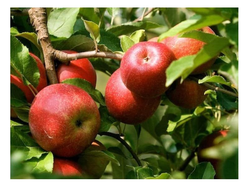 Описание сорта яблони эрли женева