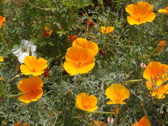 Калифорнийский мак или эшшольция: выращивание из семян, когда сажать и как ухаживать за эффектным цветком