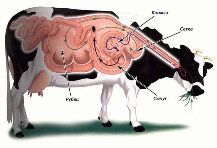 Что делать, если теленок кашляет: правила диагностики заболевания, основные методы лечения