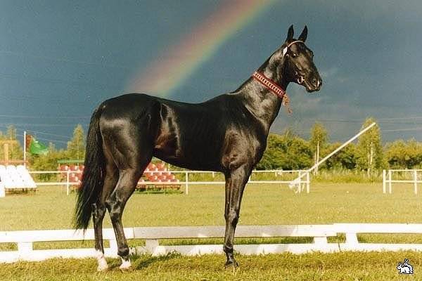 Ахалтекинская лошадь (36 фото): описание и характер коней такой породы, кремовый туркменский ахалтекинец. как ухаживать за жеребятами?