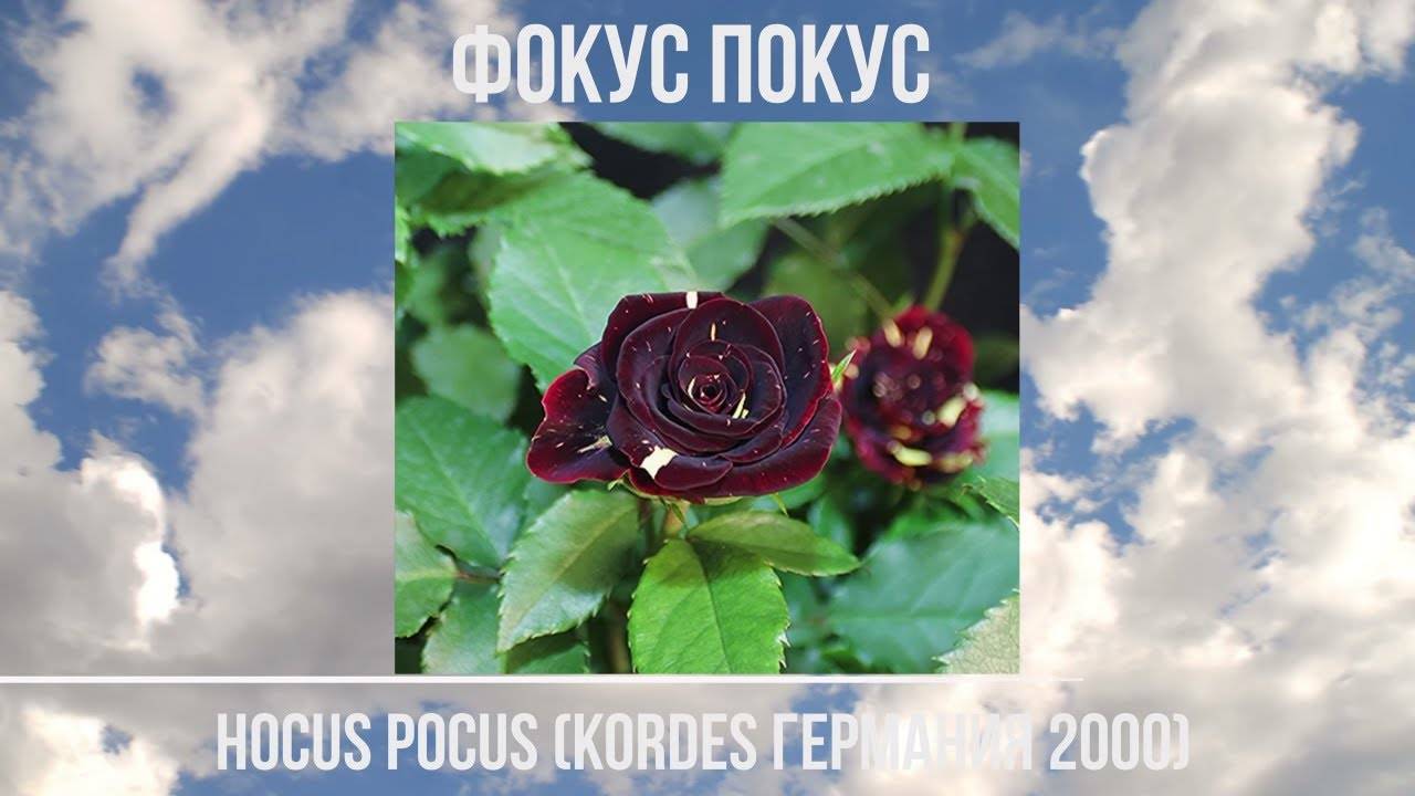 Чайно-гибридная роза флорибунда сорта hocus pocus (фокус покус)