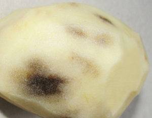 Почему чернеет картофель после варки и как этого не допустить?