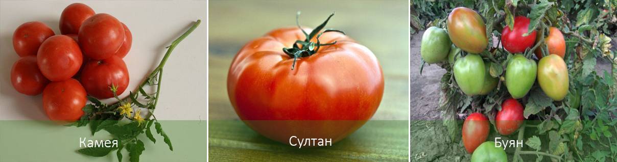 Томат "праздничный f1": описание и характеристики сорта, рекомендации по уходу за помидорами и борьба с вредителями