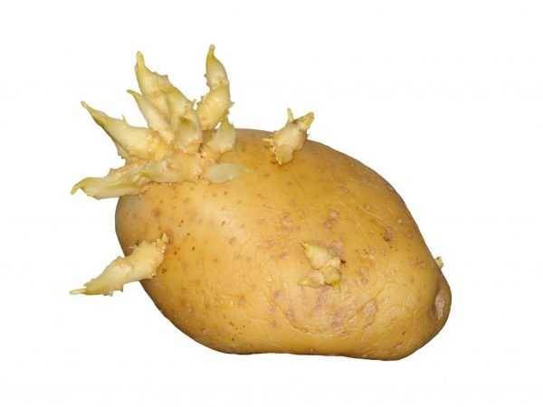 Сорт картофеля Зорачка: характеристика, отзывы