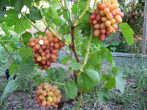 Виноград софия: селекция, описание, посадка и уход, достоинства, отзывы