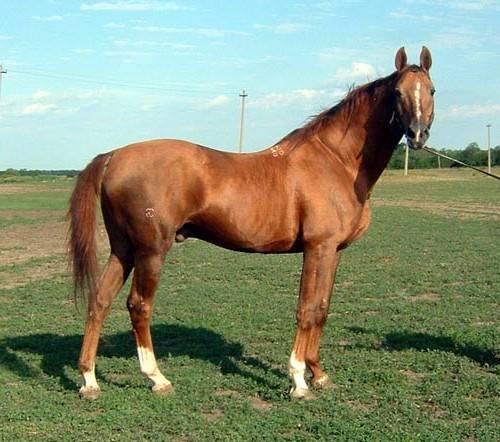Буденновская лошадь: особенности и перспективы разведения