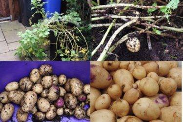 Список сортов картофеля, реко­мендуемых в 2010 г. для выращива­ния в рф