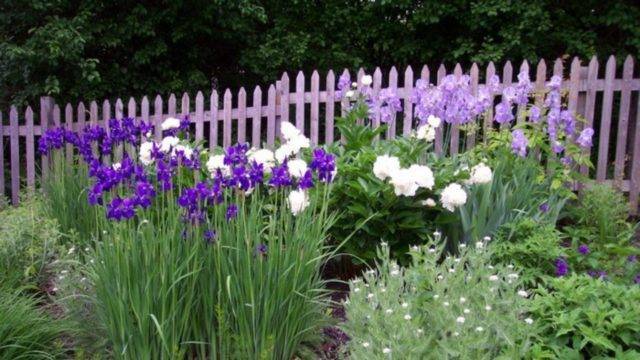 Иридарий – как создать красивый ирисовый сад на своем участке