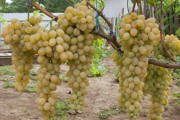 Виноград нина: описание сорта, его фото и характеристики, особенности выращивания