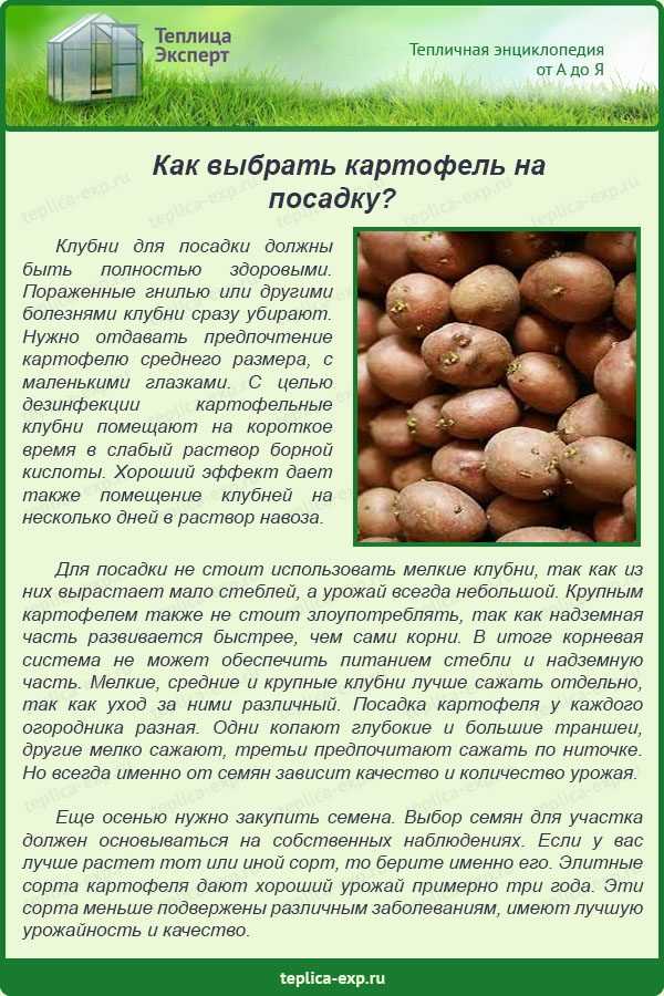 Особенности выращивания картофеля в мешках и подробное описание технологии