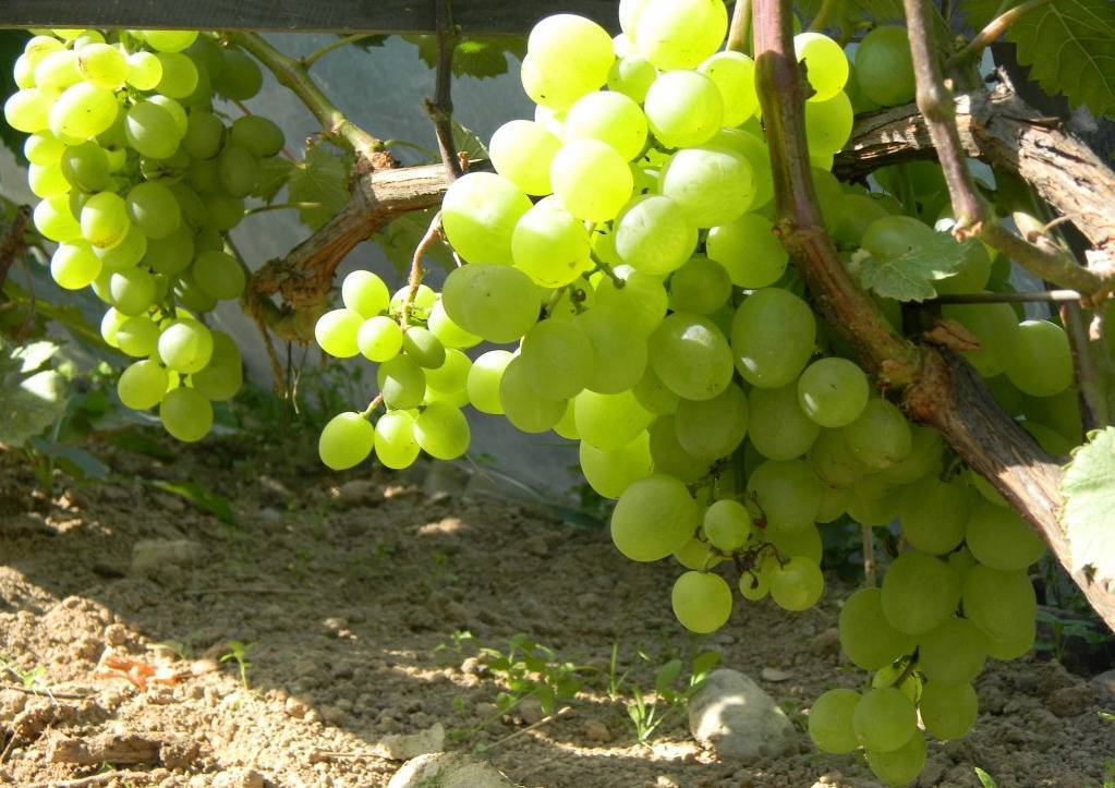Весенняя обрезка винограда: техника выполнения, формировка и прочие тонкости