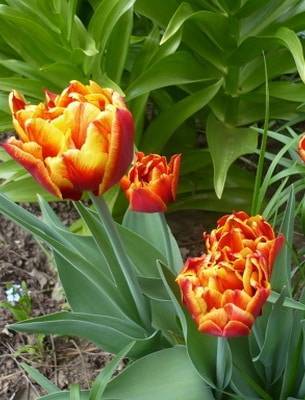 Тюльпаны «стронг»: разновидности и особенности выращивания