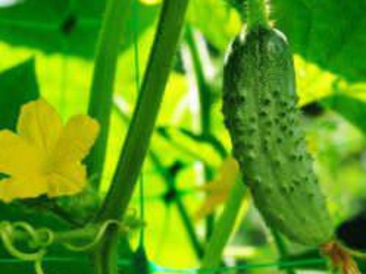 Теплолюбивый сорт с прекрасной урожайностью — огурец водолей f1: описание гибрида и правила выращивания