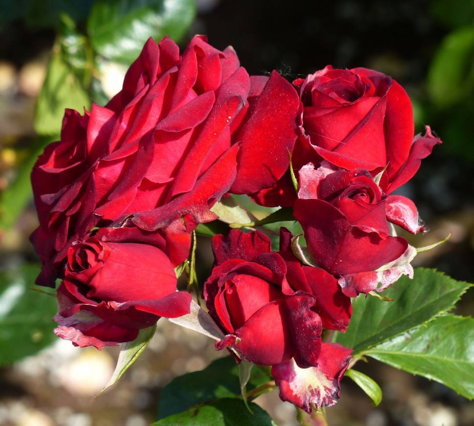 О розе никколо паганини (niccolo paganini): описание сорта розы флорибунда