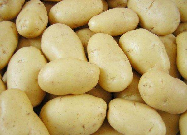 Описание голландского картофеля леди клер с отзывами садоводов