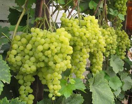 Сорт винограда «алёшенькин»