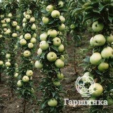 Лучшие 9 сортов колоновидной яблони для подмосковья