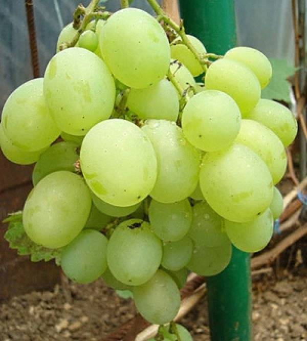 Виноград на кубани лучшие сорта