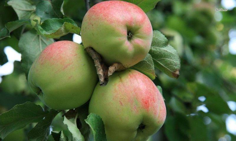 Руководство для начинающих: когда сажают яблони осенью?