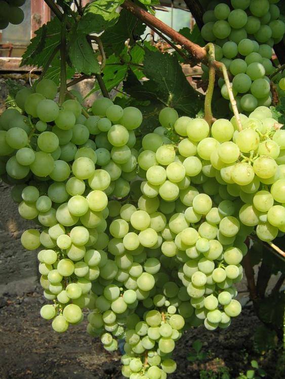 Сорт винограда «надежда азос»: описание и фото
