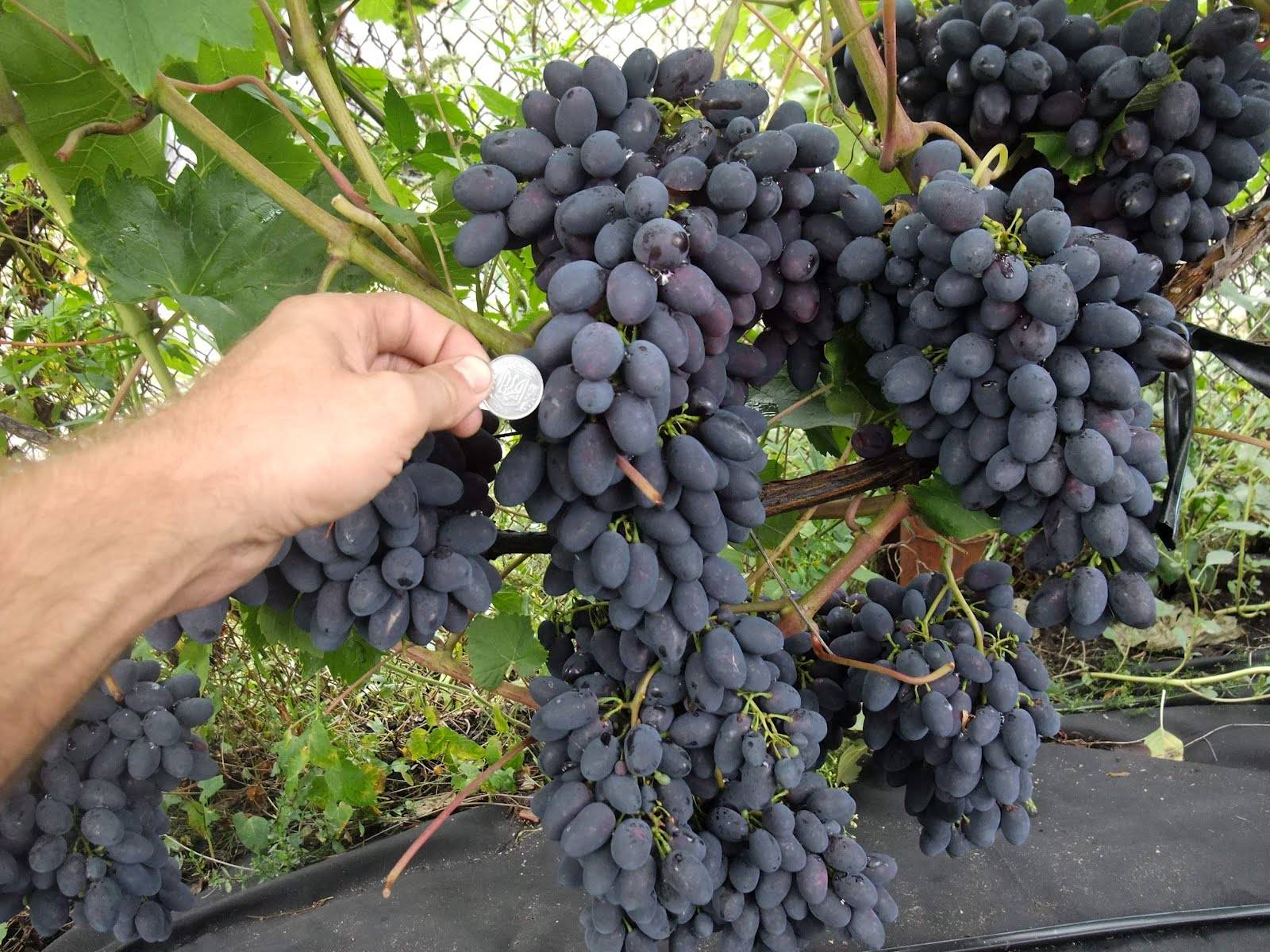 Виноград «лора»: описание сорта, фото и отзывы