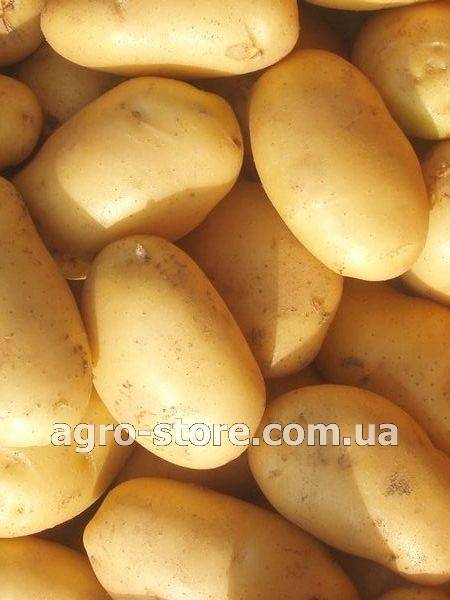 Картофель ривьера: характеристика сорта, отзывы, урожайность, вкусовые качества