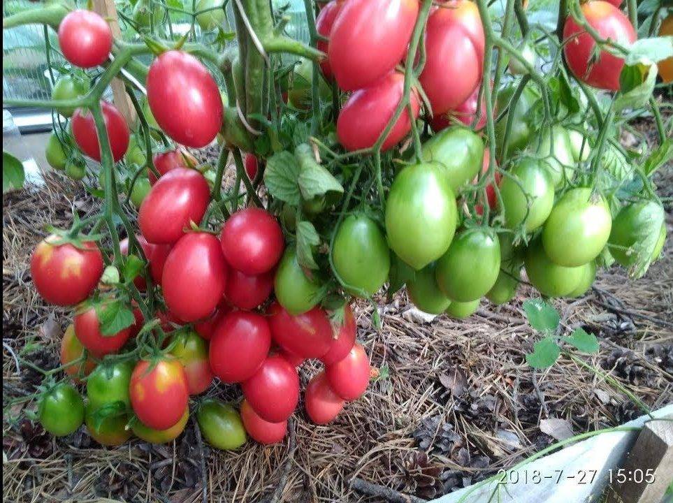 Правила выращивания и характеристика томата розовый спам