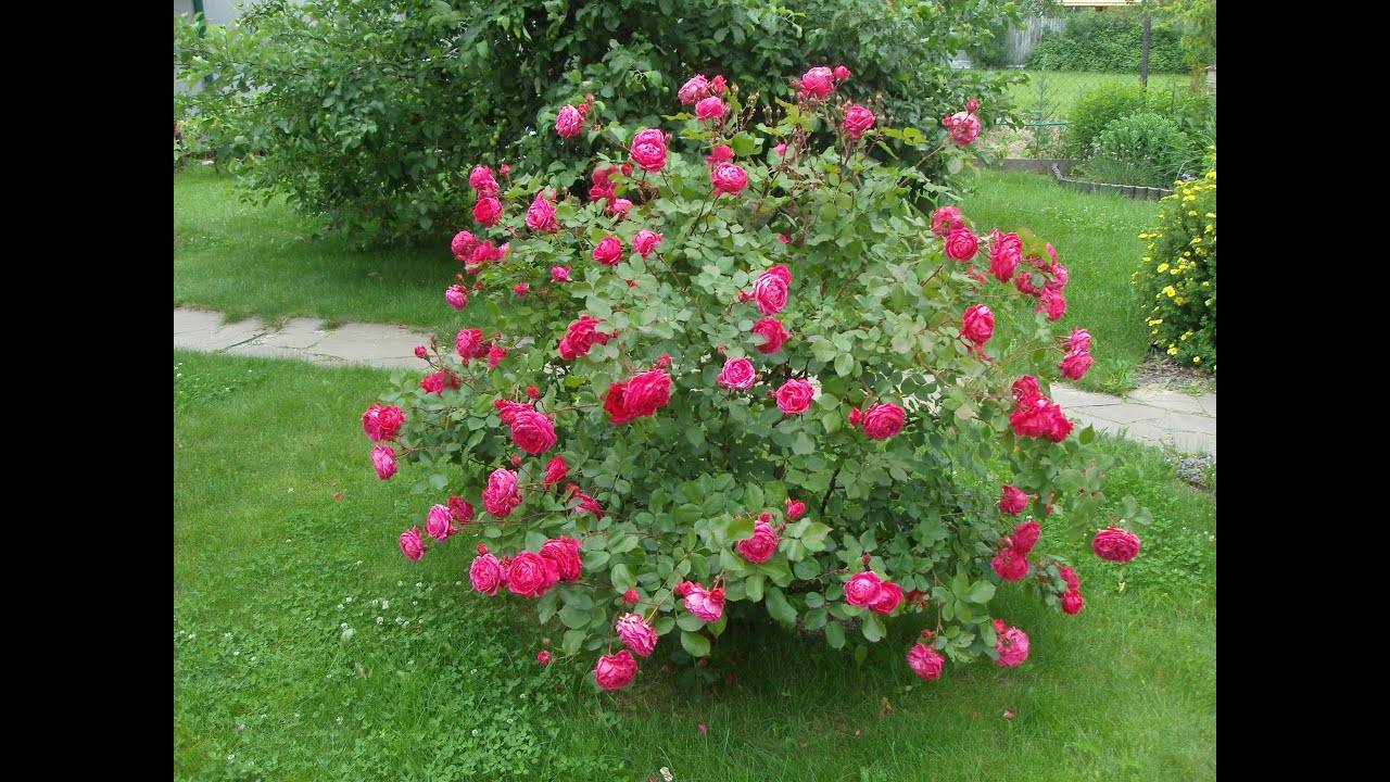 Парковая роза Луиза Багнет: фото и описание, отзывы