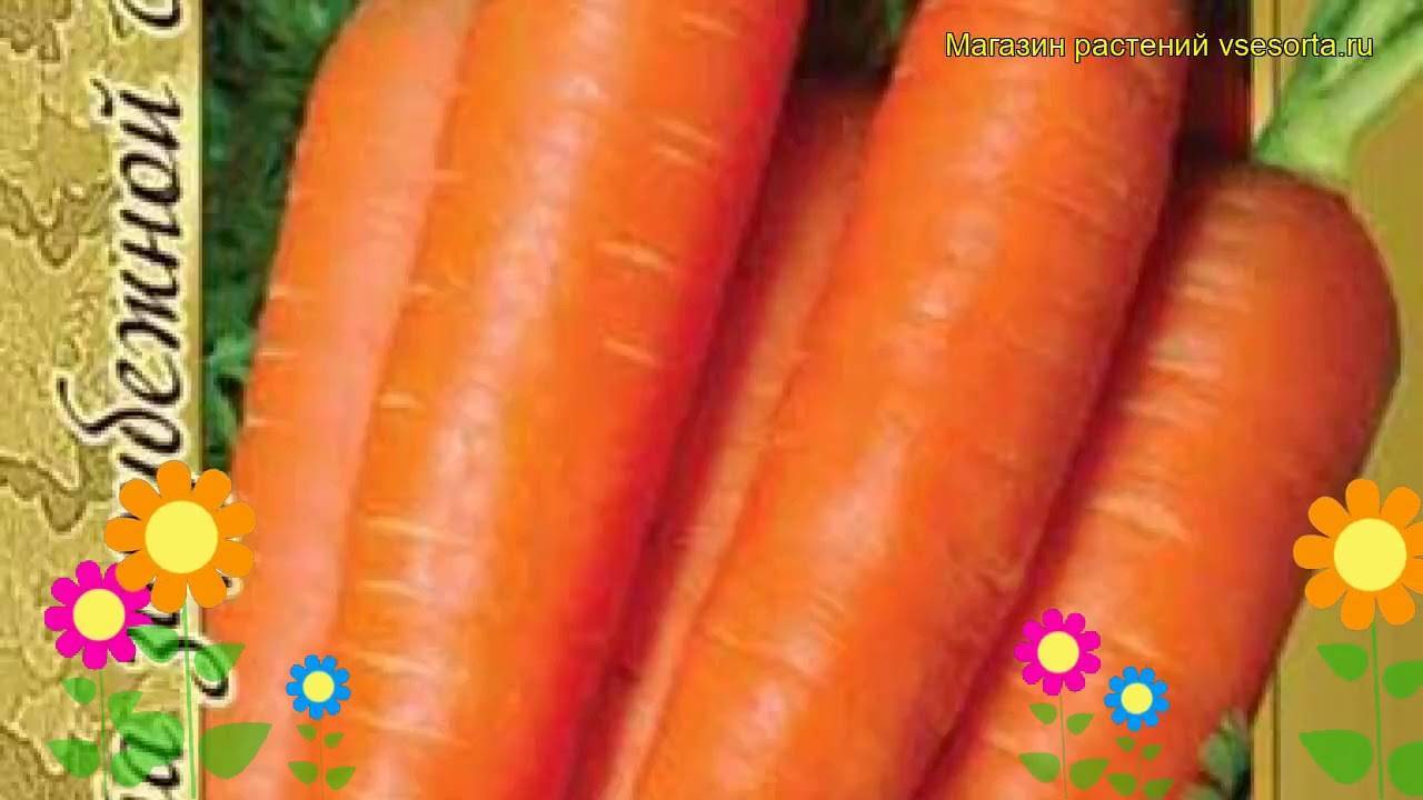 Высокоурожайный гибрид моркови первого поколения: балтимор f1