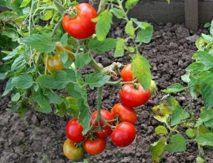 Сортовые томаты на моем огороде. лето 2019