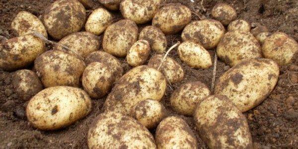 Сорт картофеля «сынок»: характеристика, описание, урожайность, отзывы и фото