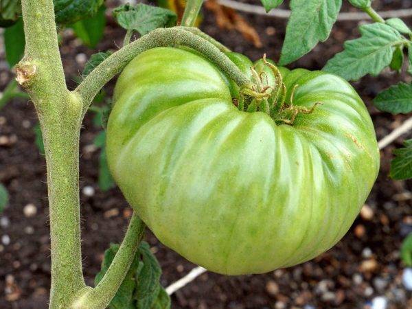 Описание среднераннего томата черный крым, выращивание в теплице и открытом грунте
