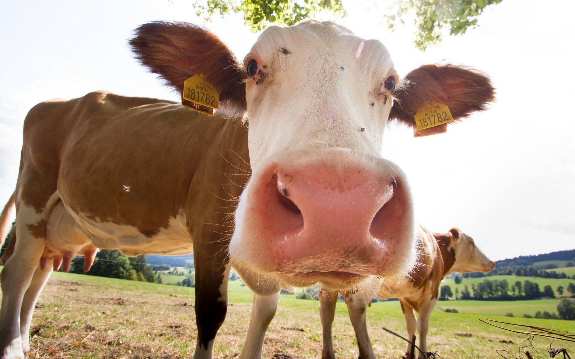 Как протекает бруцеллез у коров