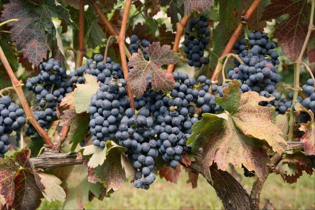 Темпарнильо - сорт винограда родом из испании, описание , характеристики, особенности, фото