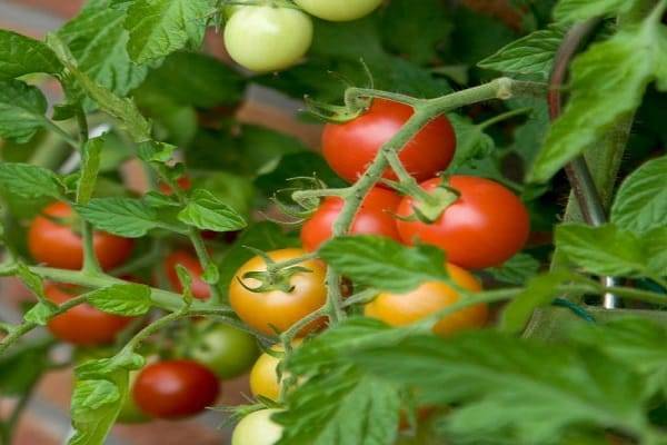 Томат «таймыр». описание сорта — характеристика урожайности и агротехника посадки, ухода и выращивания помидора (фото)