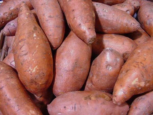 Сорт картофеля "голландка": подробное описание, характеристика видов  и фото