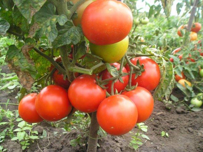 Как вырастить помидоры боец (буян)