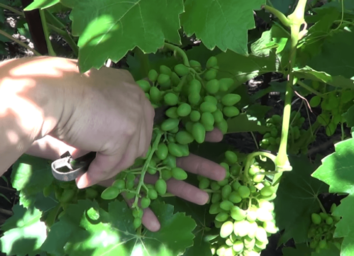Виноград софия: описание сорта, правила выращивания