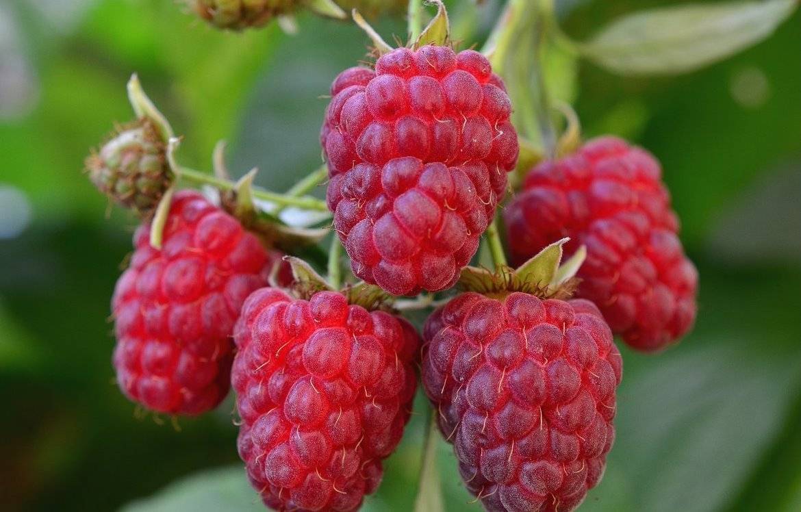 Малина сорта патриция – вкусный урожай крупных ягод