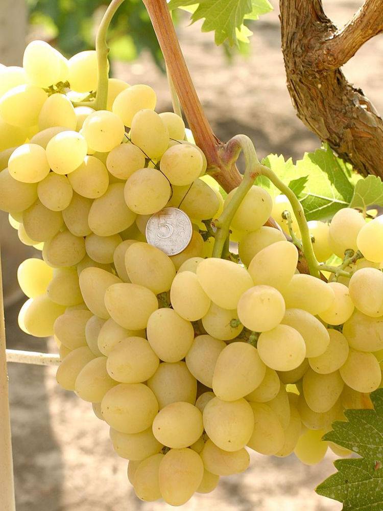 Виноград ливия: описание и характеристика раннего сорта с высокими вкусовыми характеристиками
