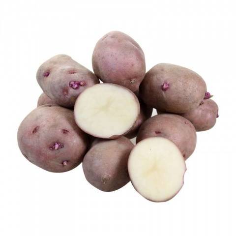 О картофеле красавчик: описание семенного сорта, характеристики, агротехника