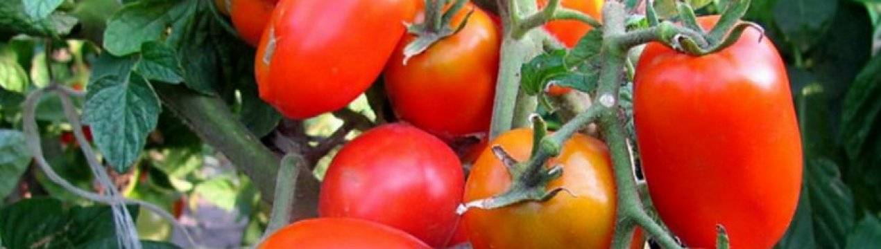 Украшение сада и стола — сорт томата «розовая стелла»: описание, характеристики, фото плодов-помидоров