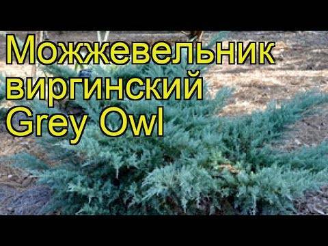 Можжевельник виргинский грей оул (juniperus virginiana grey owl)