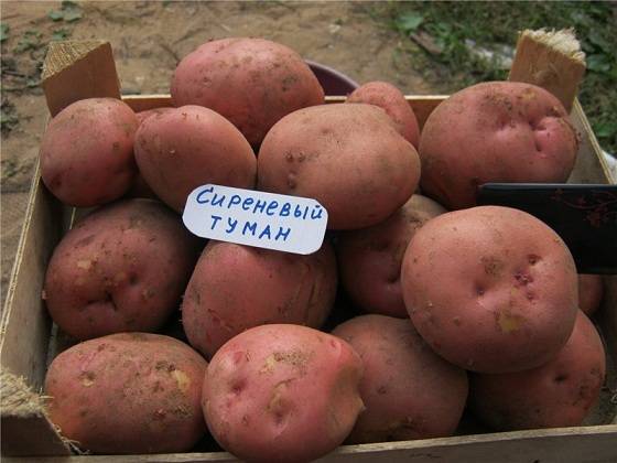 Бесподобный картофель "ажур" с подробным описанием сорта, наглядными фото и характеристикой
