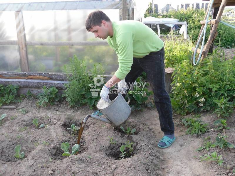 Как правильно обрабатывать капусту уксусом от вредителей