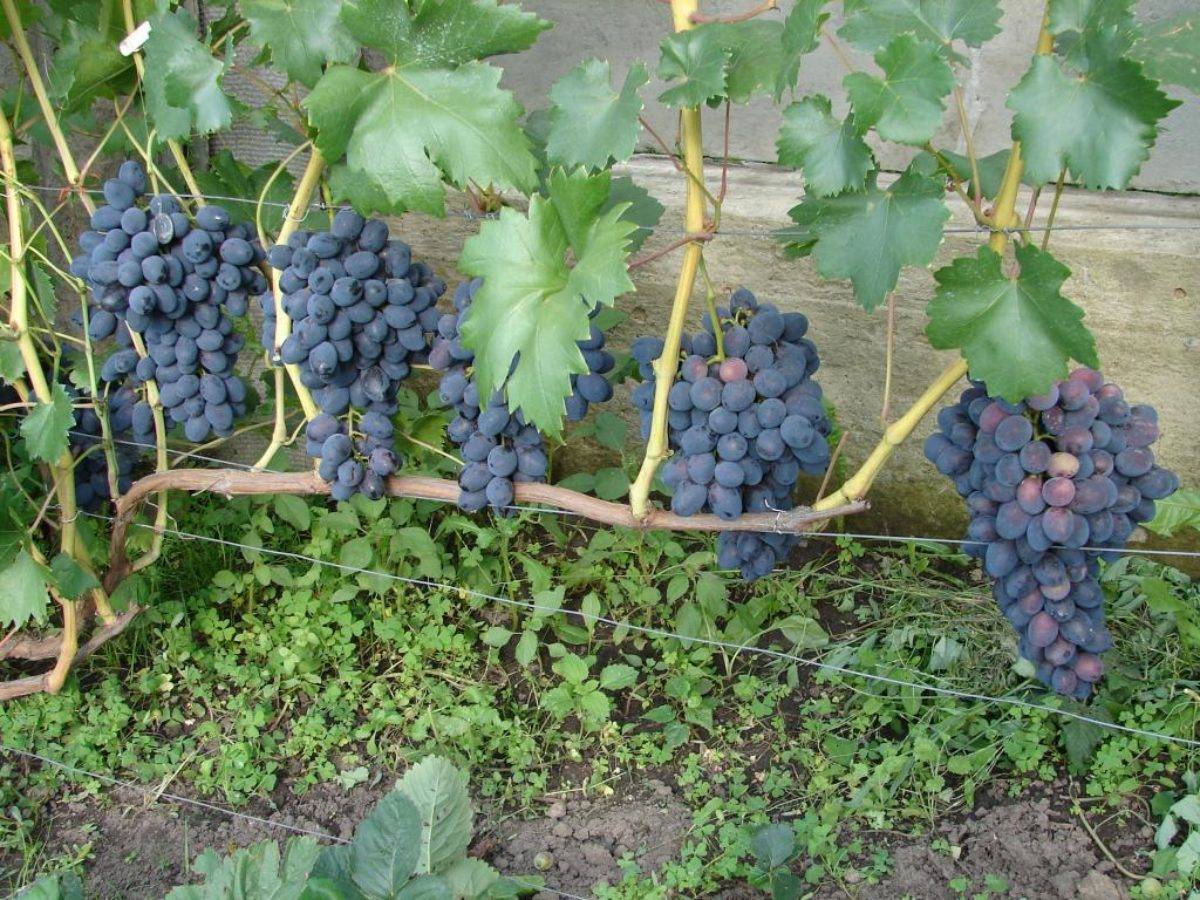 О виноградной забаве: описание и особенности сорта, посадка и уход