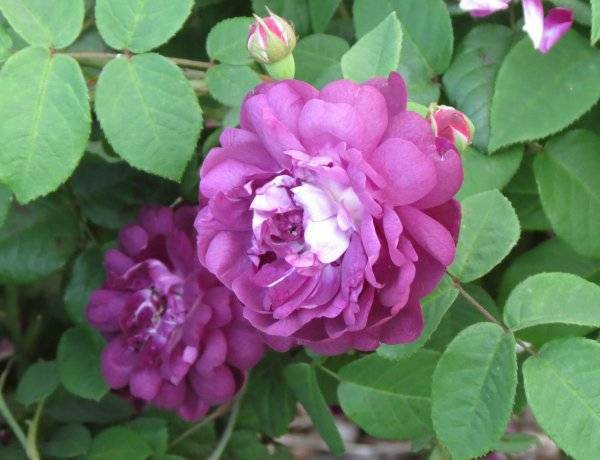 Роза флорибунда Blue for You (Блю фор Ю): фото и описание, отзывы